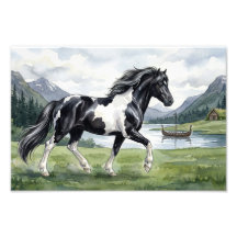 Brunskjottur Black pinto islandais