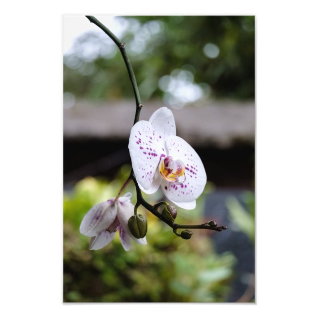 Impression Photo Budding Orchid's Bloom (Devant)