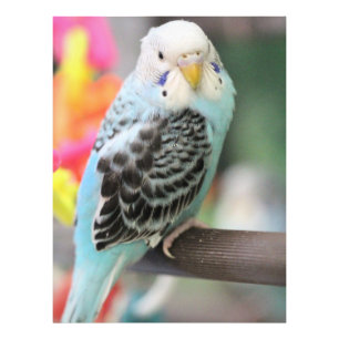 Impression Photo Budgie