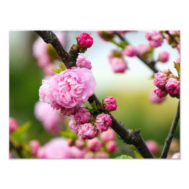 Impression Photo Bufs en fleurs de cerisier rose (Devant)