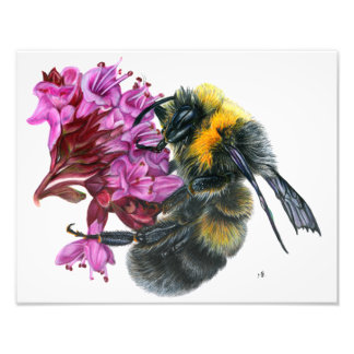 Impression Photo Bumble Bee