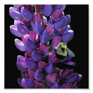 Impression Photo Bumble Bee On Wild Lupine Flower Close Up 8x8