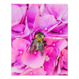 Impression Photo Bumble Bee Sur Hydrangea