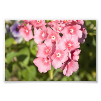 Impression Photo Bunches et Bunches