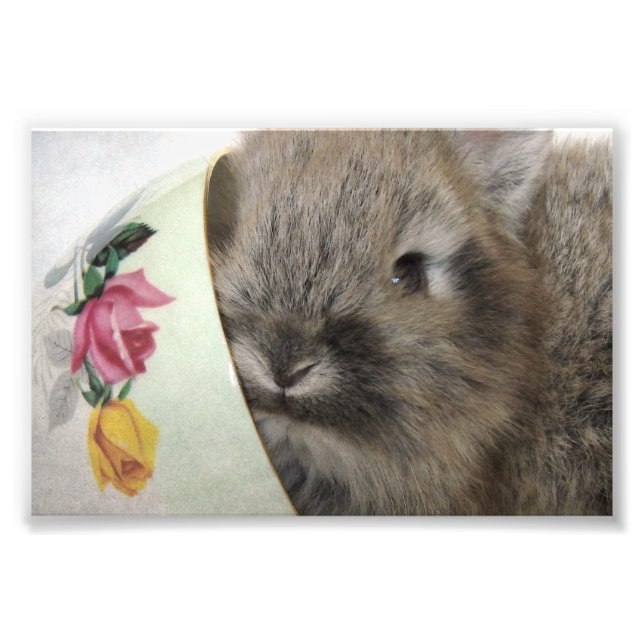 Impression Photo Bunny en tête de lionhead et Teup (Devant)