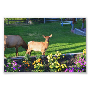 Impression Photo Busted — un veau d'Elc avec un Marigold