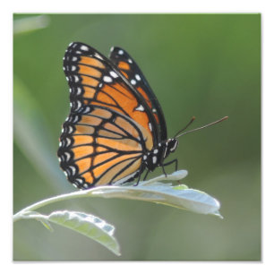 Impression Photo Butterfly resting On A Leaf