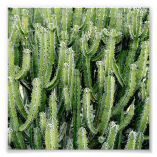 Impression Photo Cactus cactus vert Plante