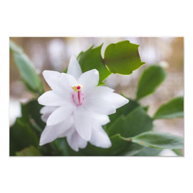 Impression Photo Cactus de Noël blanc Fleurs de Schlumbergera Pot (Devant)