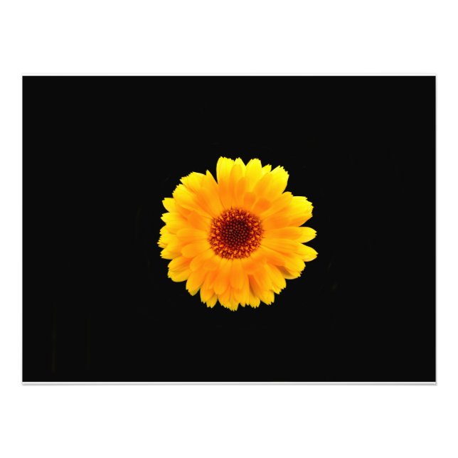 Impression Photo Calendula Officinalis (Devant)