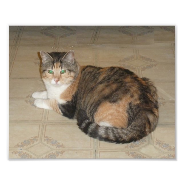 Impression Photo Calico Cat (Devant)