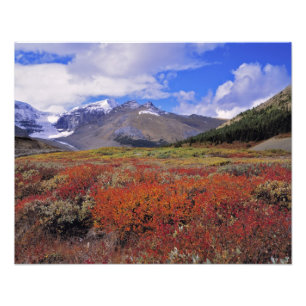 Impression Photo Canada, Alberta, Banff NP. Huckleberries fleurisse