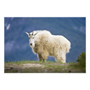 Impression Photo Canada, Alberta, Parc national Jasper,