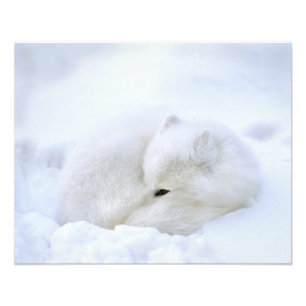 Impression Photo Canada, Manitoba, Churchill. Renard arctique