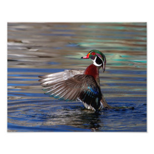 Impression Photo Canard à bois 14x11e Escadre