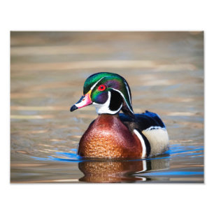 Impression Photo Canard à bois dans un étang