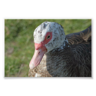 Impression Photo Canard à muscovy