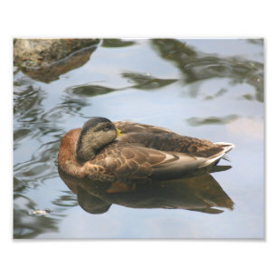 Impression Photo Canard Brown couché 10x8 Nature Imprimer