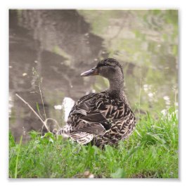 Impression Photo Canard colvert