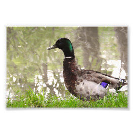 Impression Photo Canard colvert pensif