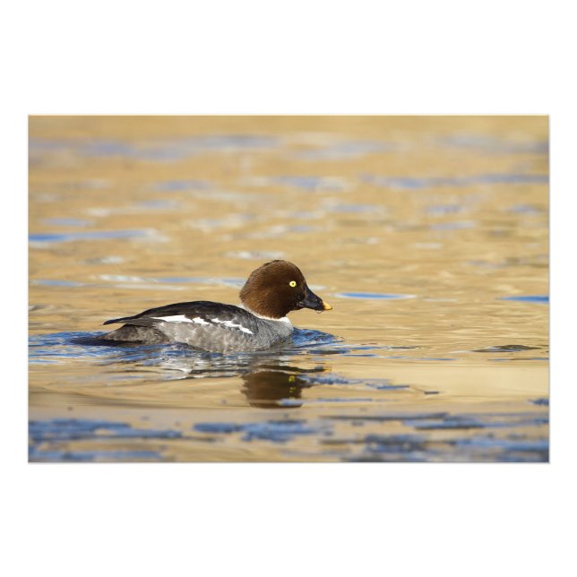 Impression Photo Canard commun de Goldeneye (Devant)