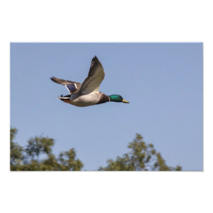 Impression Photo Canard de Mallard en vol