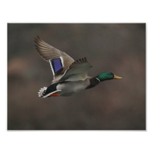 Impression Photo Canard de Mallard en vol - 1