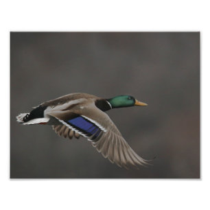 Impression Photo Canard de Mallard en vol - 2