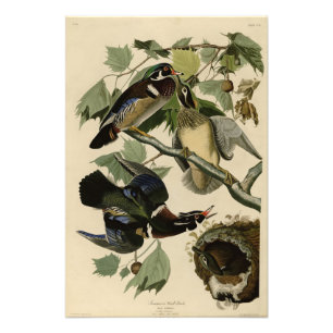 Impression Photo Canard d'été, Canard à bois, Oiseaux d'Amérique d'
