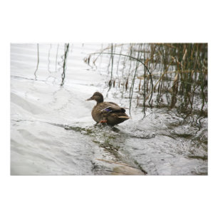 Impression Photo Canard gris sur le lac sombre