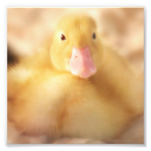 Impression Photo Canard Jaune Fuzzy Bébé de Pâques Canard