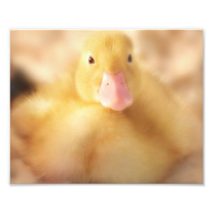 Impression Photo Canard Jaune Fuzzy Bébé de Pâques Canard