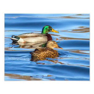 Impression Photo Canards Sur Eau Bleue