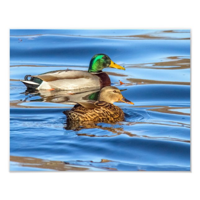 Impression Photo Canards Sur Eau Bleue (Devant)