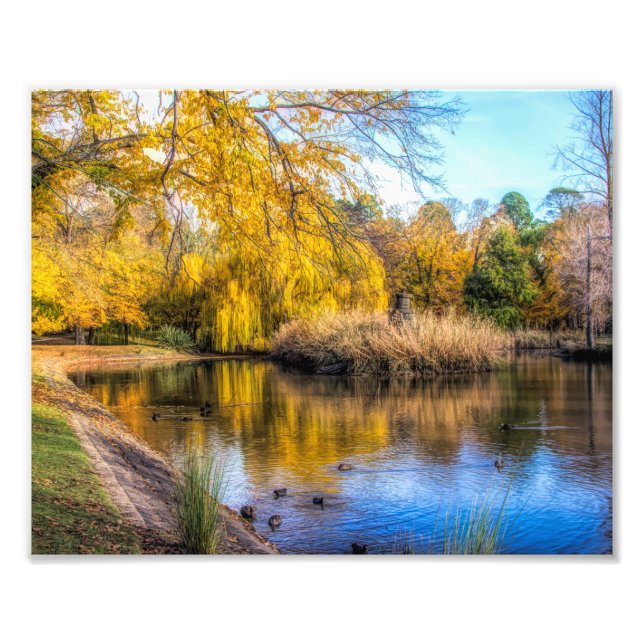 Impression Photo Canards sur étang d'automne (Devant)