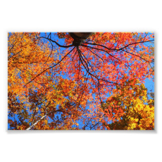 Impression Photo Canopée d'automne