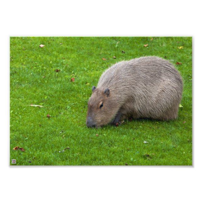 Impression Photo Capybara Extraordinaire (Devant)