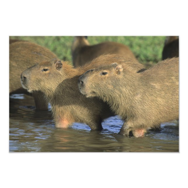 Impression Photo Capybara, Hydrochaeris hydrochaeris), du monde (Devant)