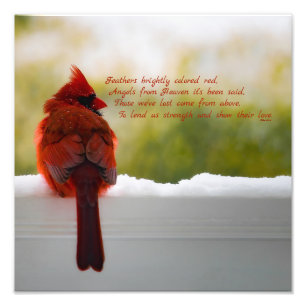 Impression Photo Cardinal avec le visiteur du poème 12x12 de ciel