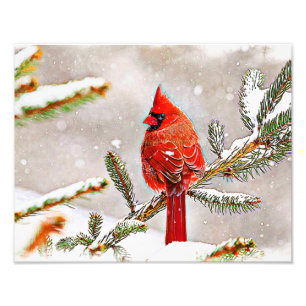 Impression Photo Cardinal dans un pin en hiver