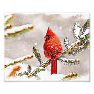 Impression Photo Cardinal dans un pin en hiver