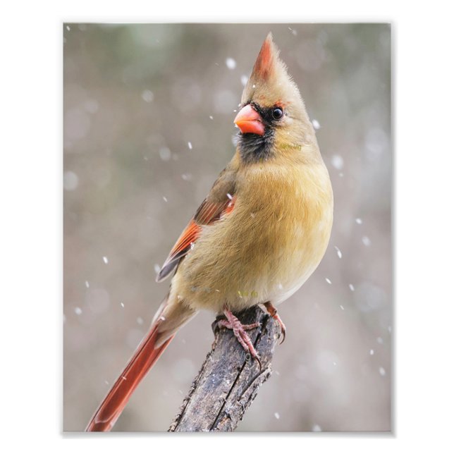 Impression Photo Cardinal du Nord féminin dans la neige (Devant)