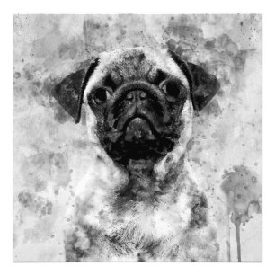 Impression Photo Carlin Chien Aquarelle noir et blanc 01