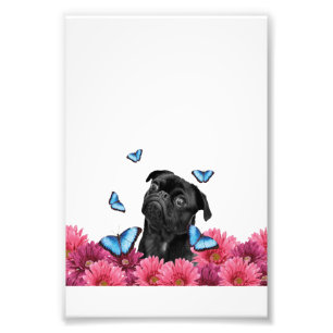 Impression Photo Carlin Gerbera Papillons Chien noir mignon