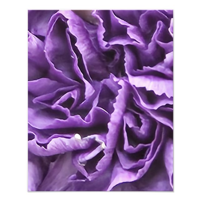 Impression Photo Carnation pourpre (Devant)