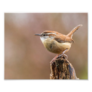 Impression Photo Carolina Wren Bird