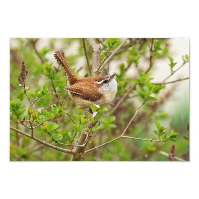 Impression Photo Carolina Wren Print (Devant)