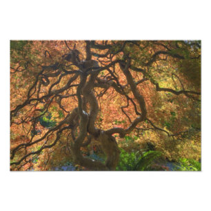 Impression Photo Cartes d'automne Érables, Victoria, Britannique