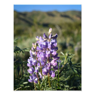 Impression Photo Casper Mountain Lupine - Casper WY
