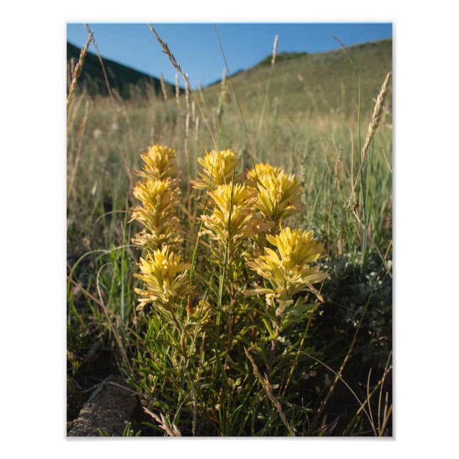 Impression Photo Casper Mountain Yellow Paintbrush - Casper WY (Devant)